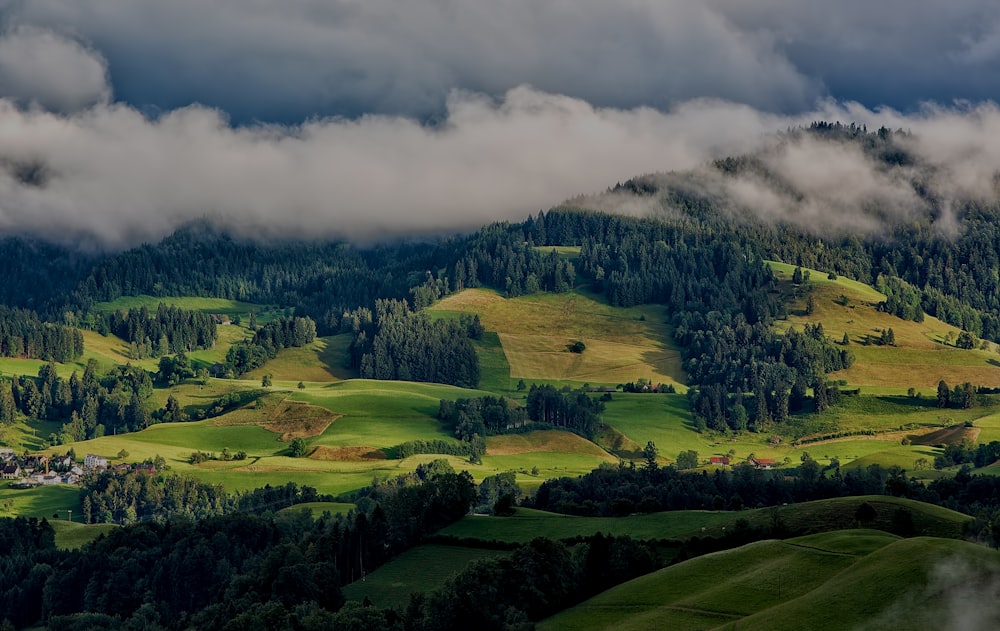 birds eye photography of grass field