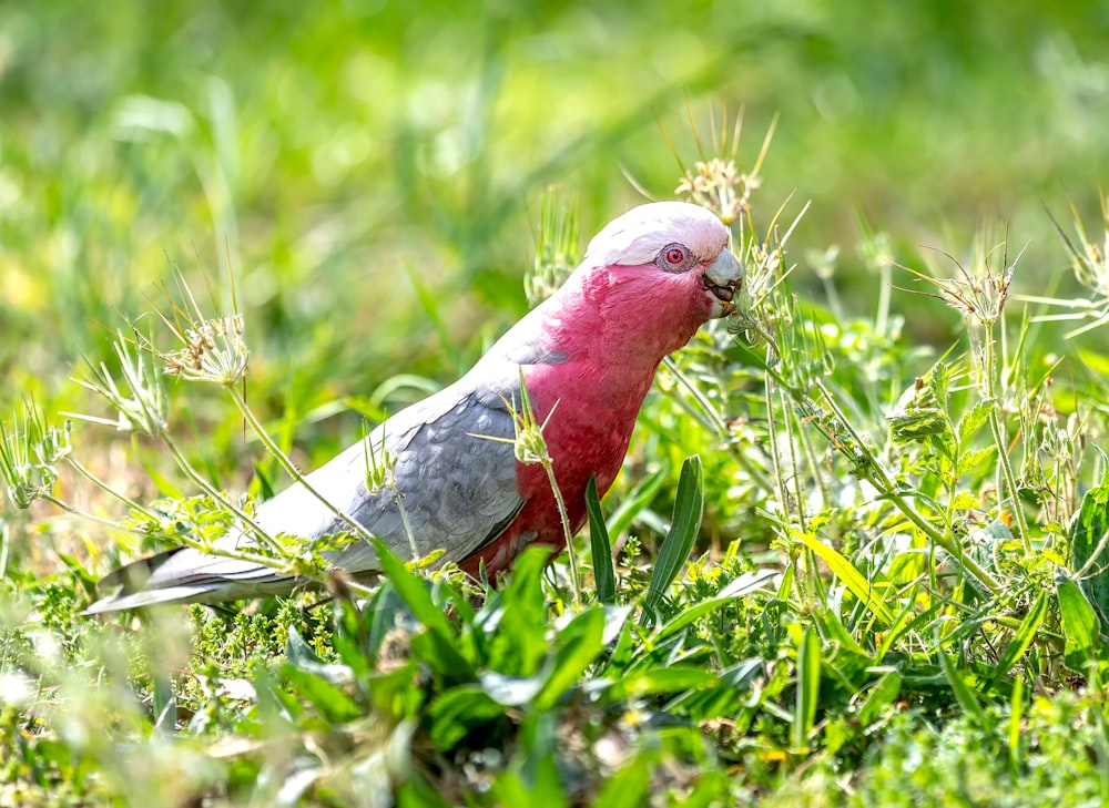 red bird on grass field