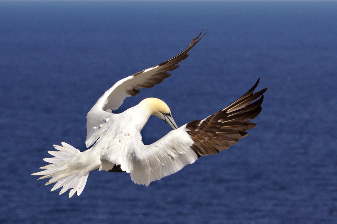 travelers stories about Wildlife in Northern Gannet Colonies on Bonaventure Island, Canada