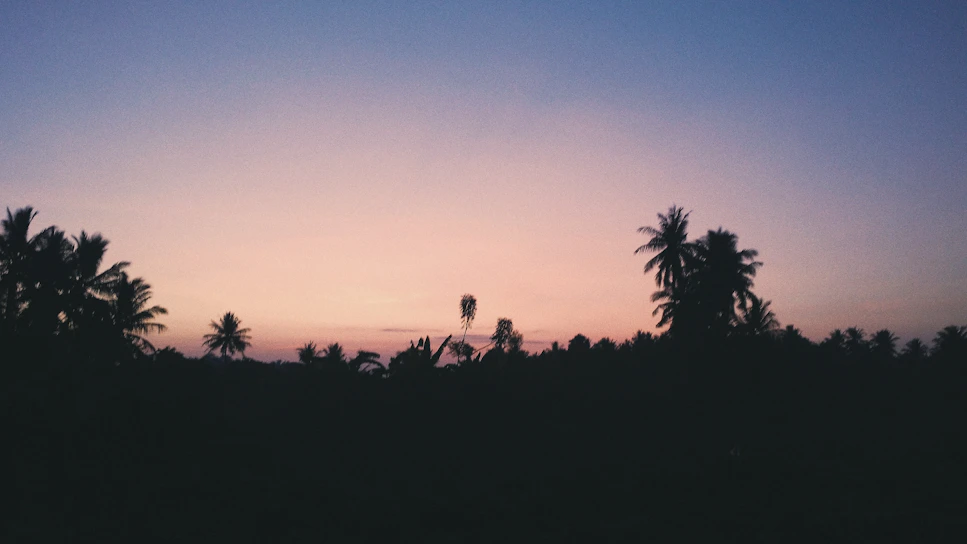Sunset view over the serene beaches of Sri Lanka with palm trees silhouetted against the colorful sky.