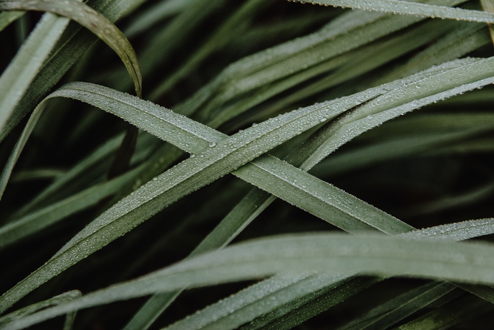 green plant with water dew