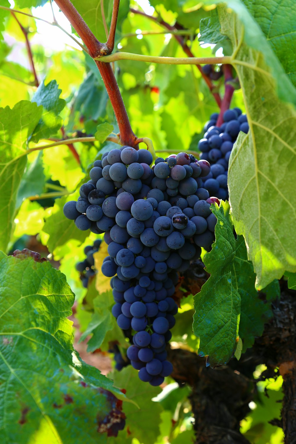 Vista de las uvas en el árbol