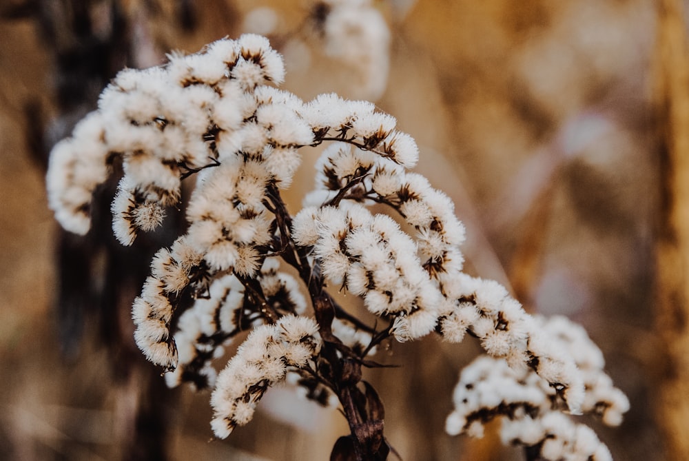 close-up photography of white flowers