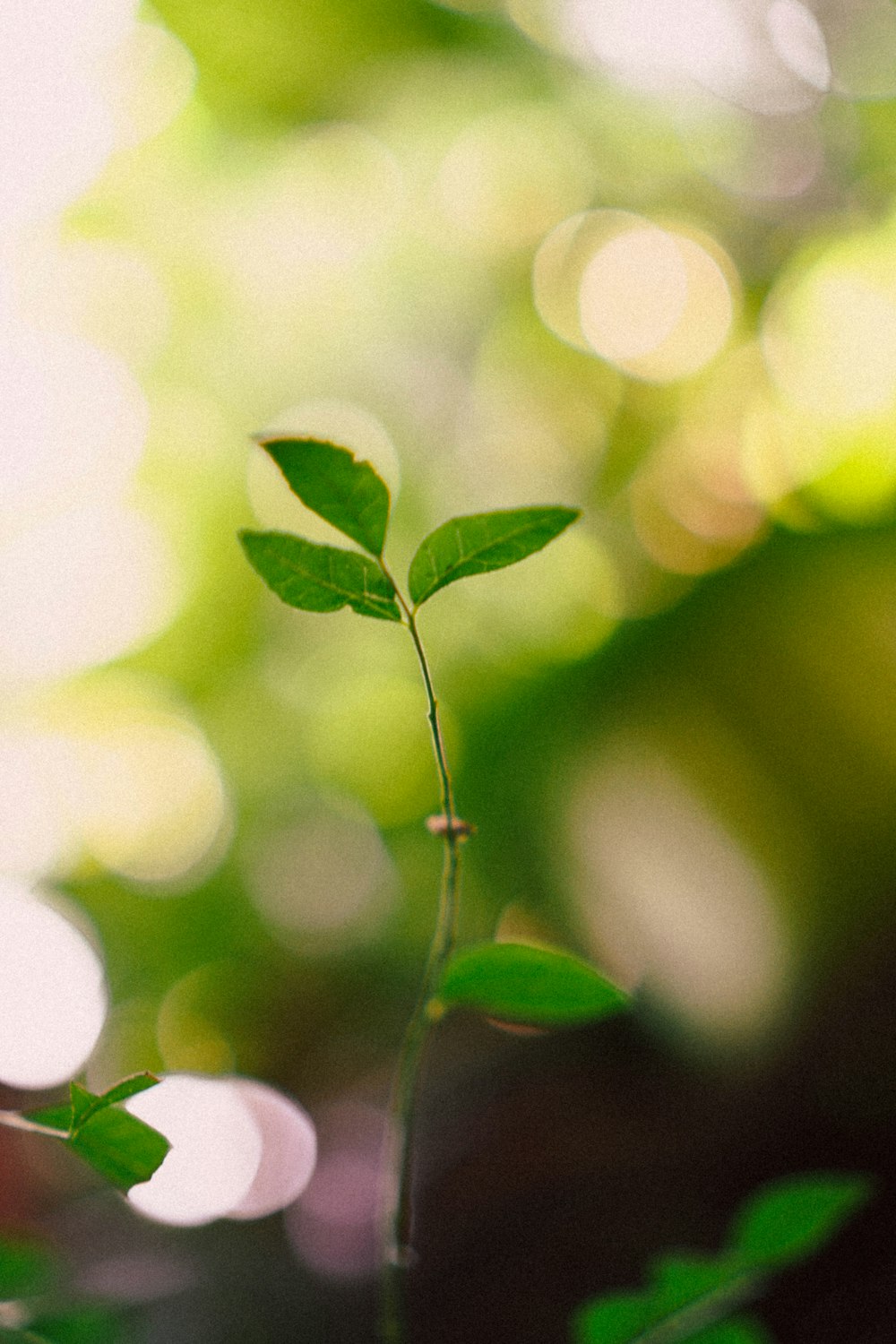 selective focus photography of green-leafed plant