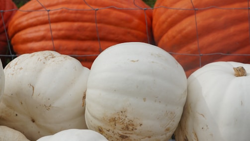 A collection of large pumpkins, with pale white pumpkins in the foreground and bright orange pumpkins in the background. A wire fence separates the two groups of pumpkins, hinting at a rustic farm setting.
