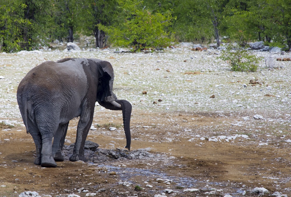 grey elephant near trees