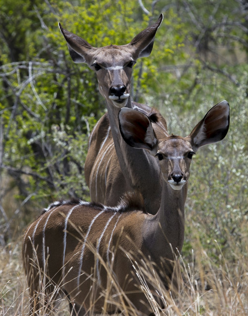 two brown deers on forest