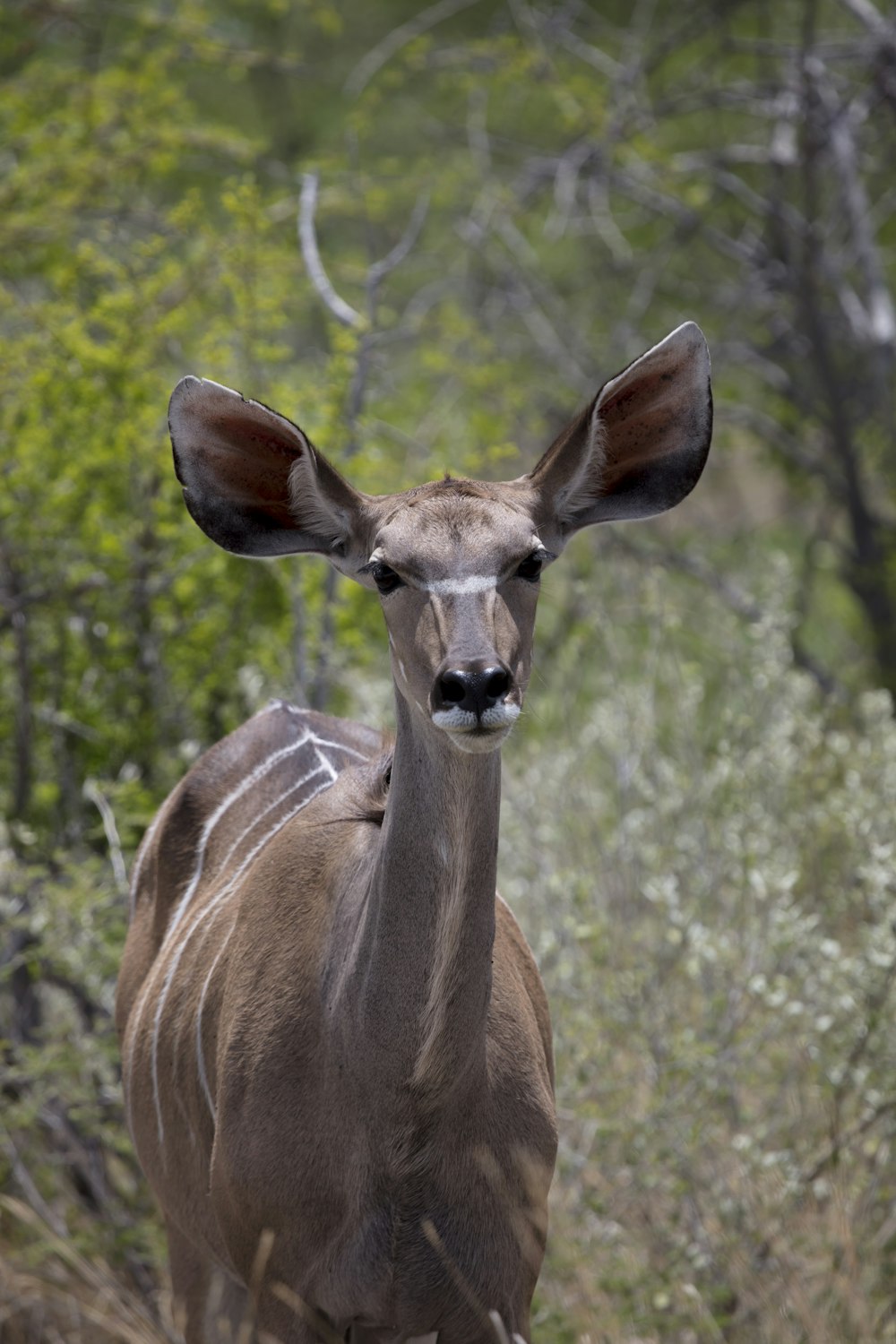 deer in forest