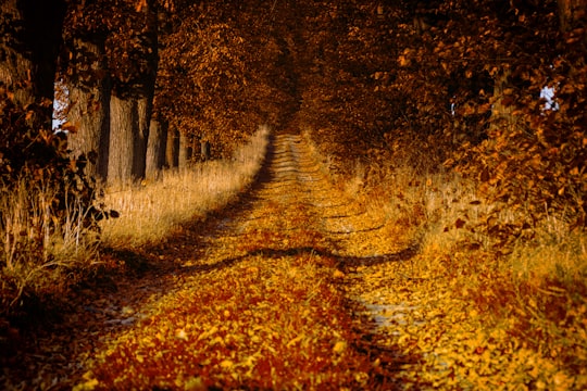 pathway between trees in Wielkopolski National Park Poland