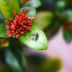 fly on flower