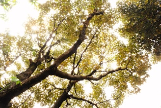 Warm sunlight filtering through leaves, highlighting a bohemian bracelet resting on a natural fabric.