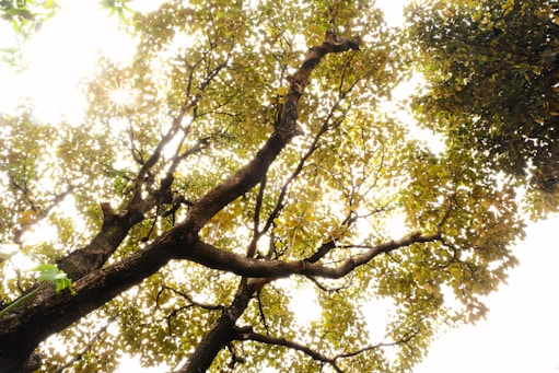 Warm sunlight filtering through leaves, highlighting a bohemian bracelet resting on a natural fabric.