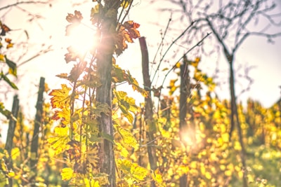 Sunlight streaming through a Georgian vineyard where the ingredients for Yelli Sakartvelo are carefully harvested.