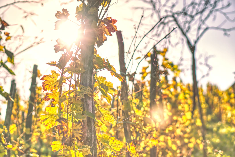 Sunlight filtering through rows of lush kiwi vines heavy with fruit.