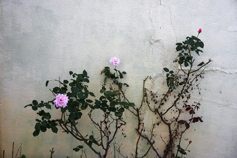 pink petaled flower near wall
