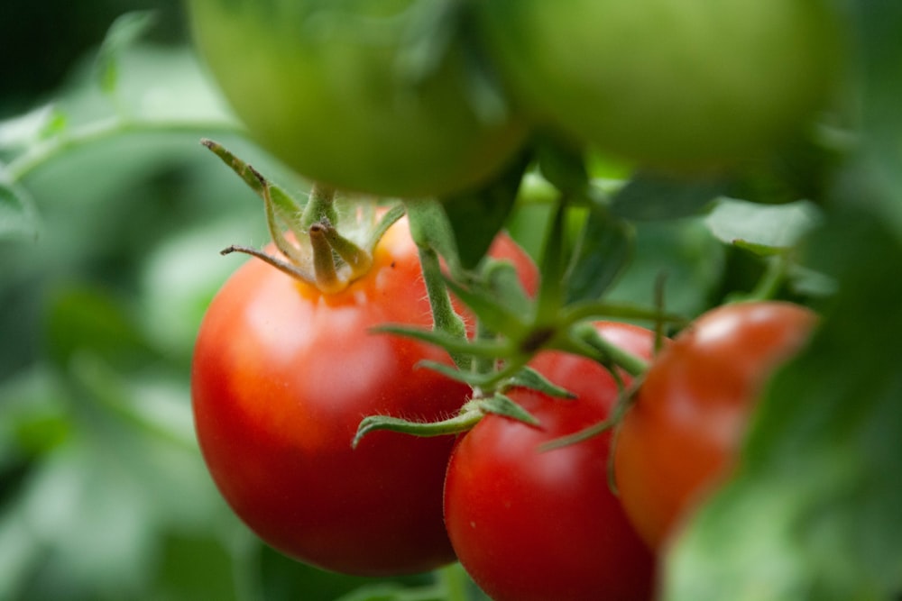 Vista de cerca de tres tomates rojos