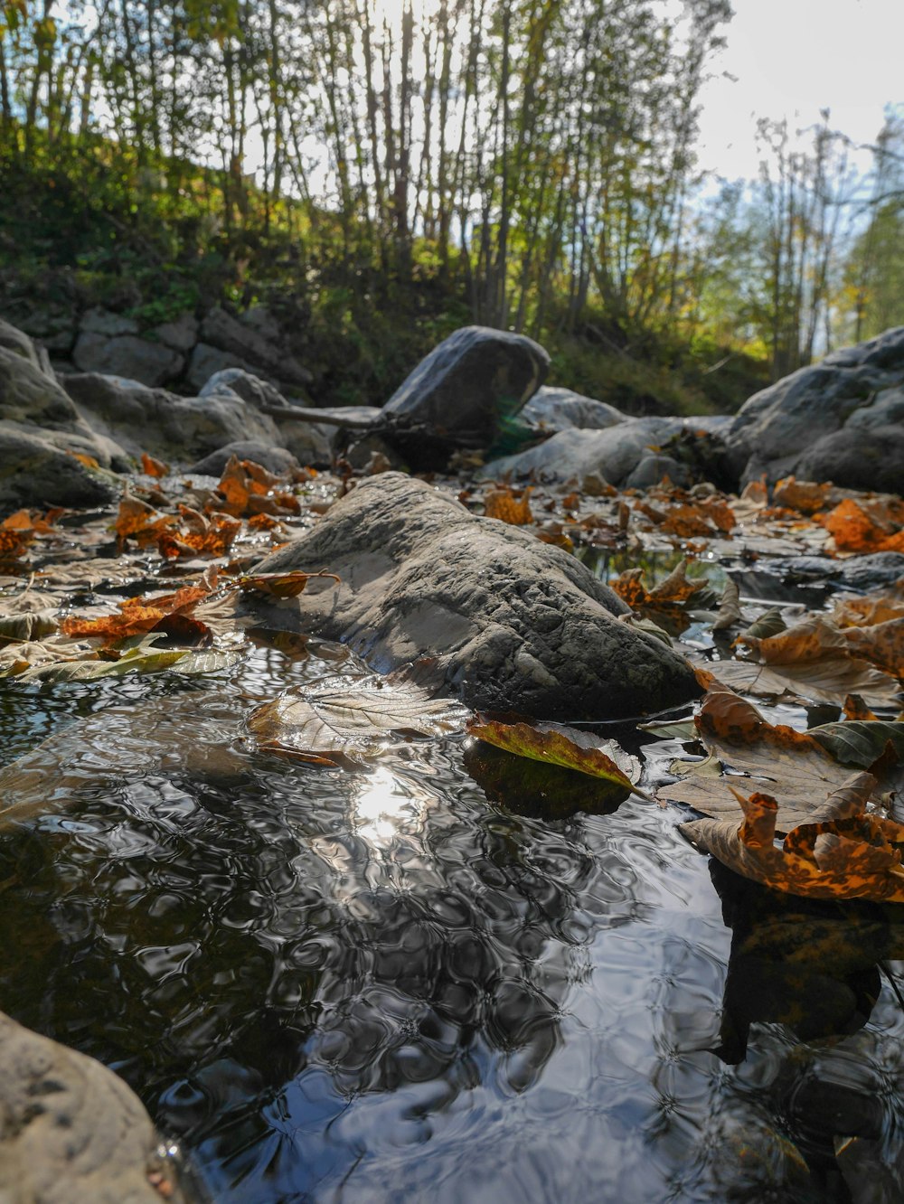 leaves on river with rocks