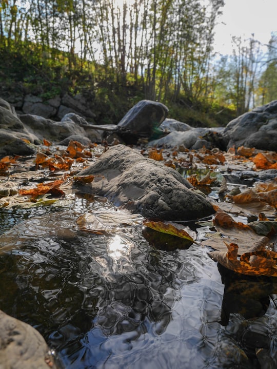 leaves on river with rocks in Haute-Savoie France