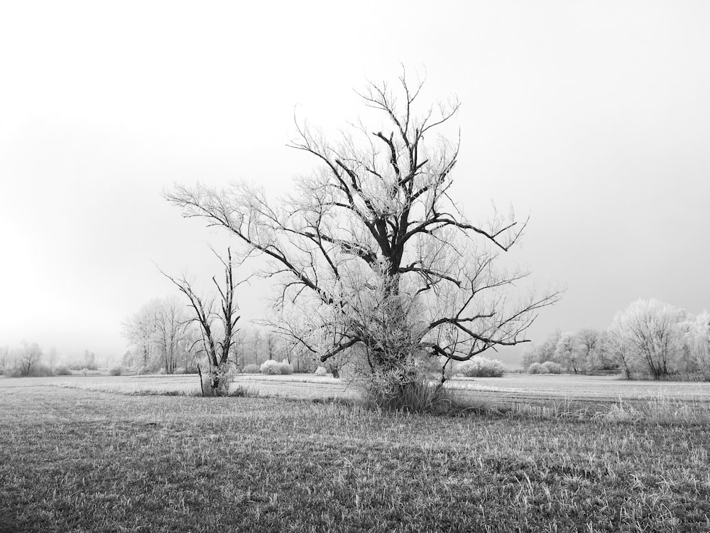 bare trees in middle of grass field during daytime