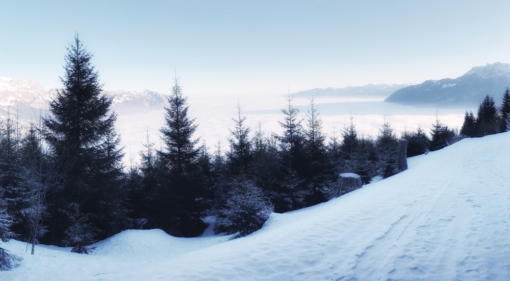 pine trees on snow terrain