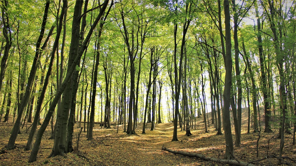 tall green trees