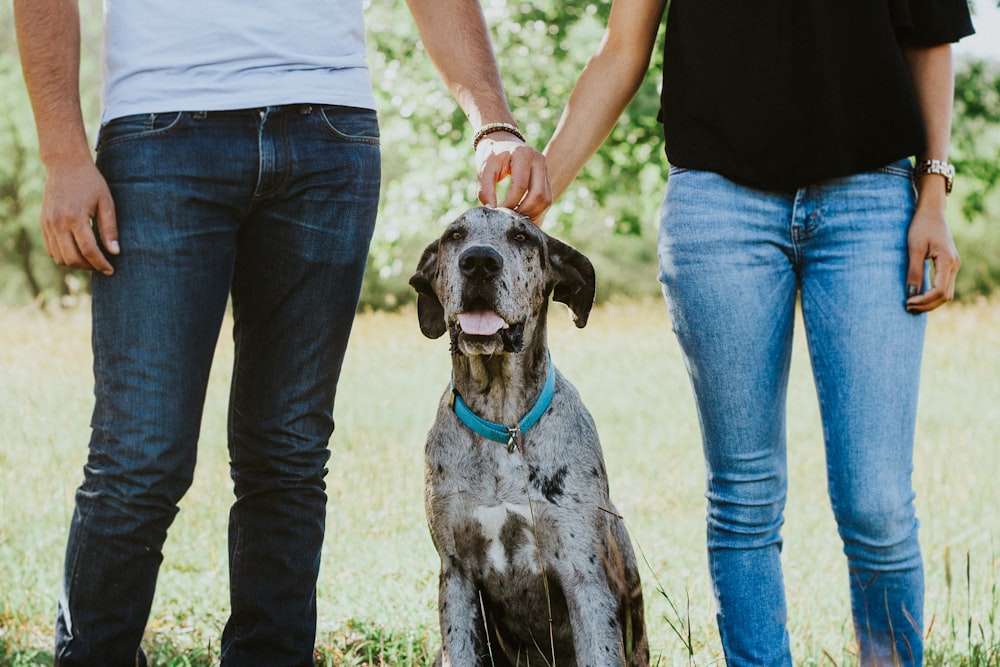 couple touching the head of dog