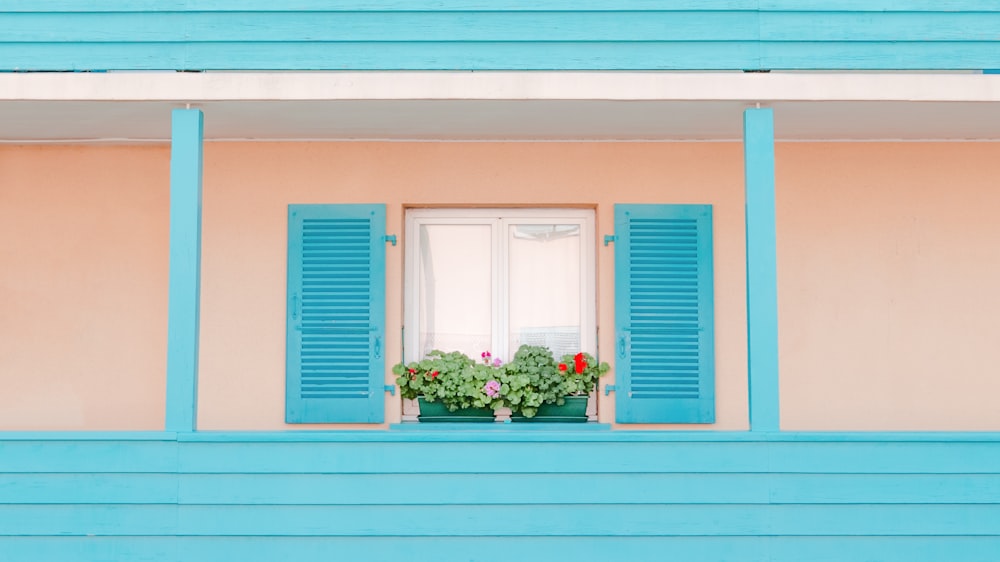 green plant near blue window during daytime