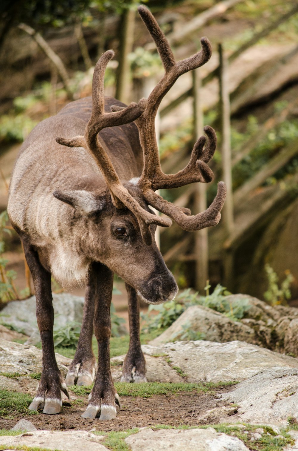 brown deer