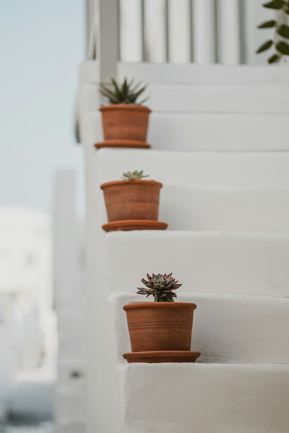 three succulents on white stairs
