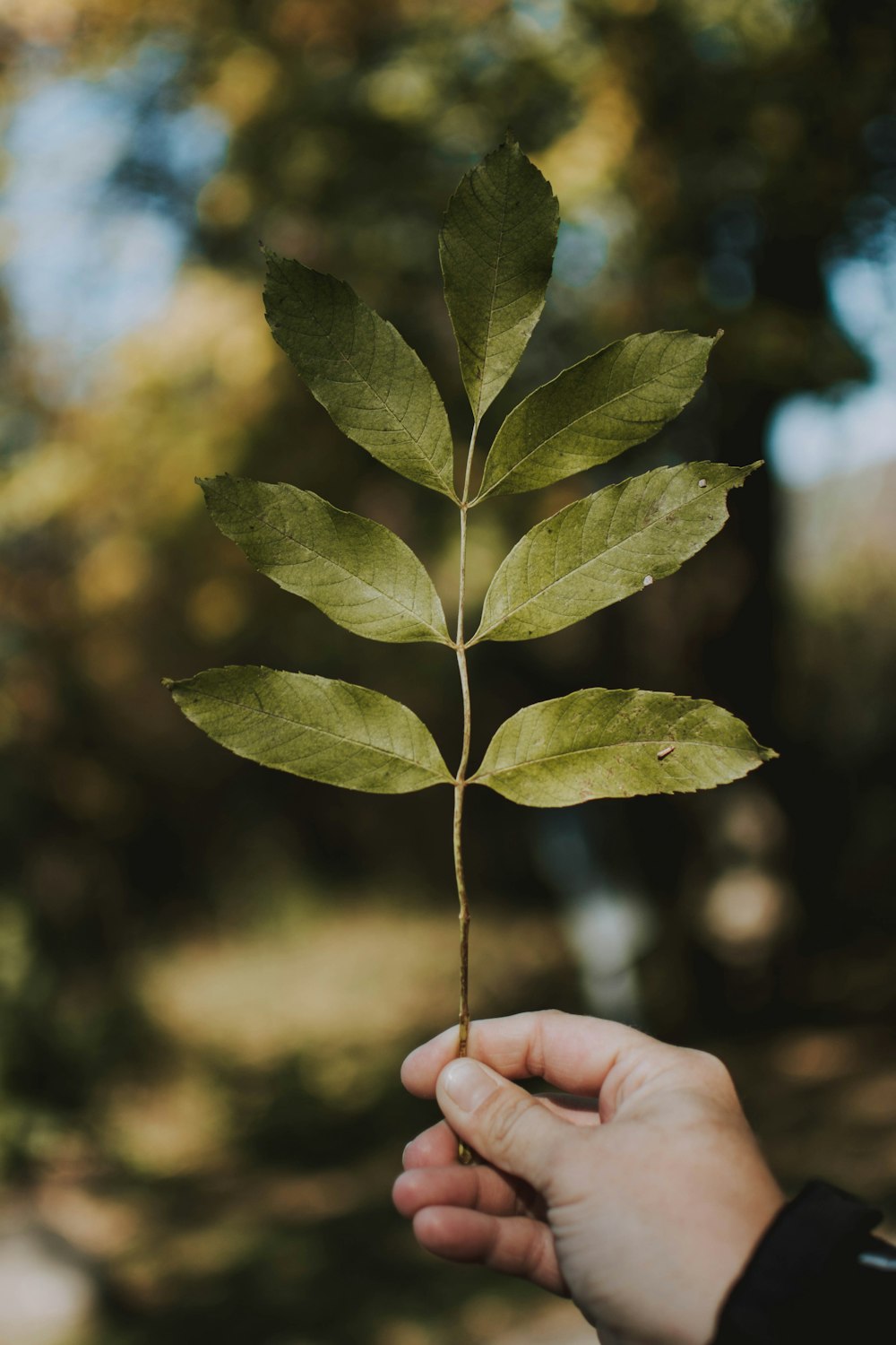 selected focus of green leaves