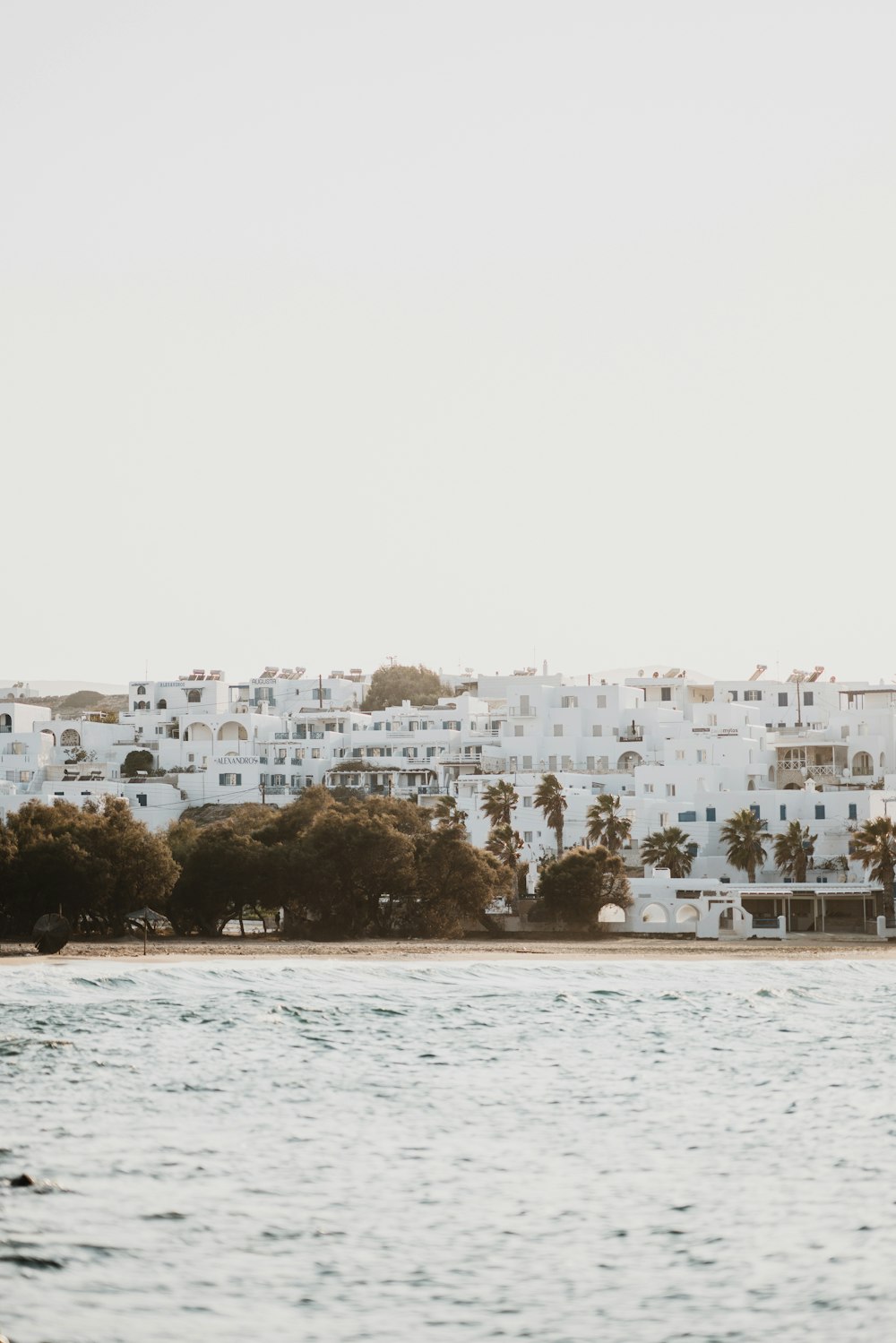 green trees by the sea