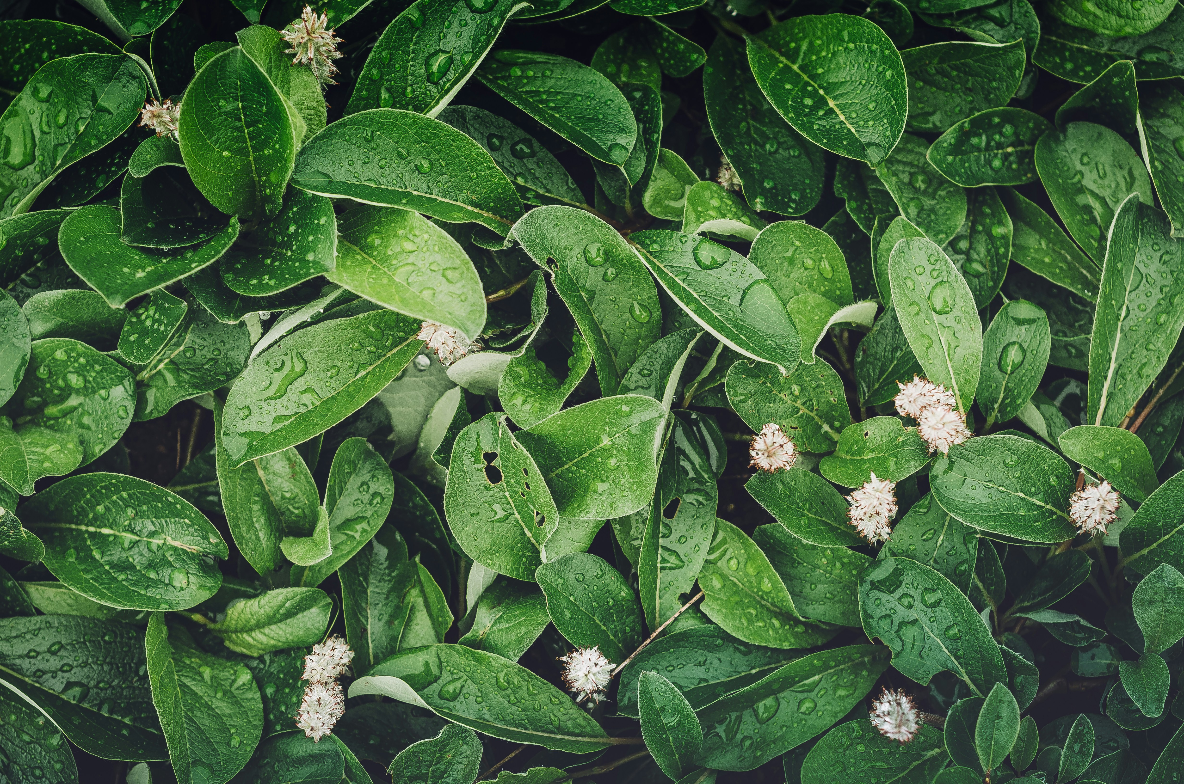 Green leaf plant close-up photography photo – Free Russia Image on Unsplash