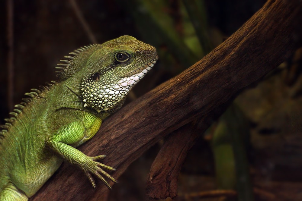 iguana sul ramo dell'albero