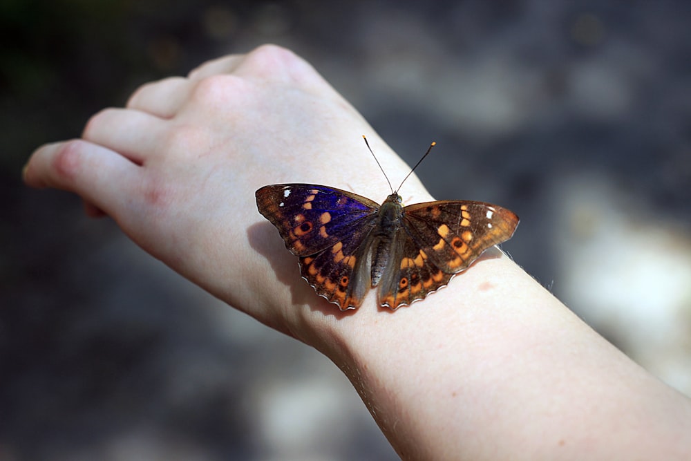 flaches Fokusfoto eines braunen Schmetterlings auf der Hand einer Person