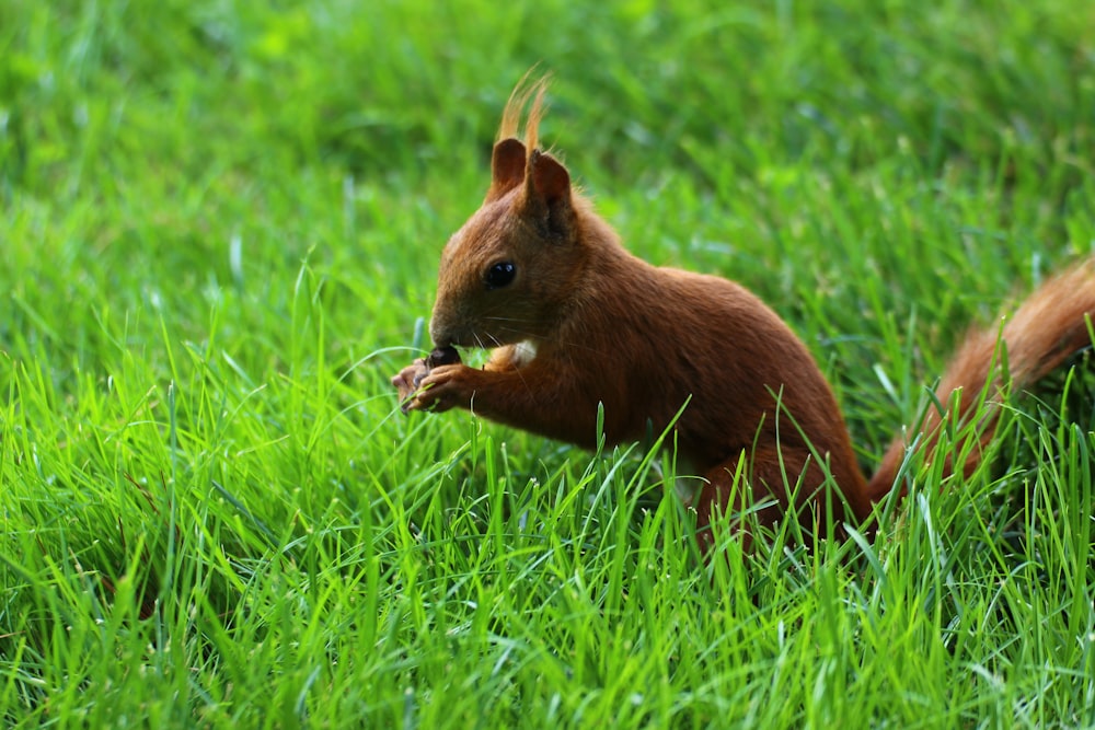 brown rodent eating nuts