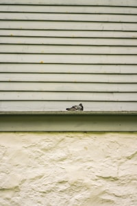 Bird Spikes