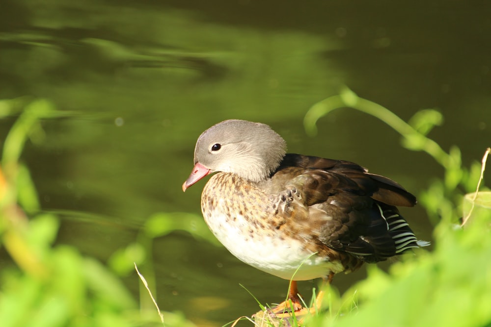 white and brown small beaked near body of water