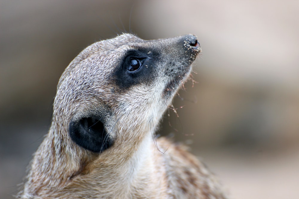 brown meerkat looking up