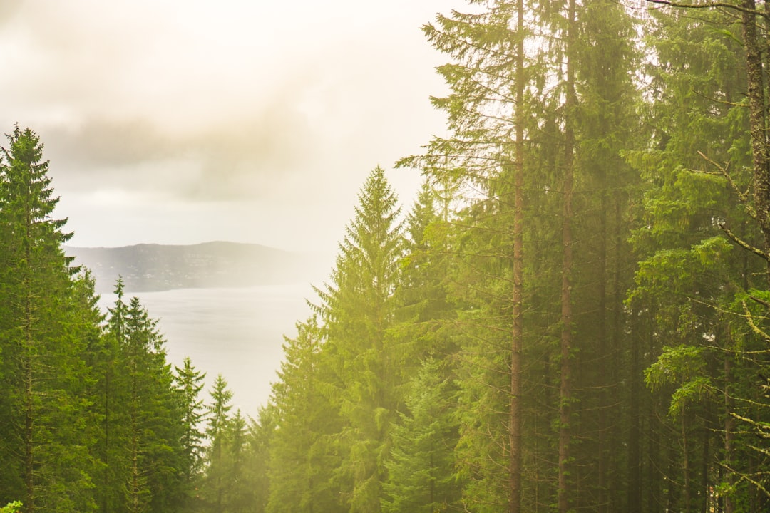 Forest photo spot Bergen Voss