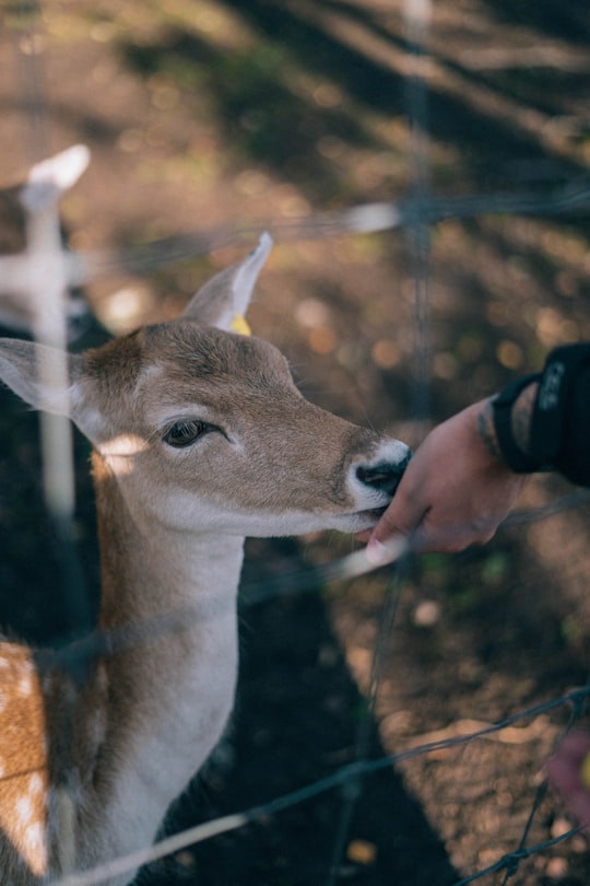 person feeding brown animal in Mores pagasts Latvia