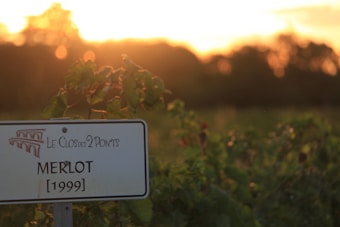 A vineyard sign marked 'Le Clos des 2 Ponts Merlot [1999]' is prominently displayed in the foreground, surrounded by lush grapevine leaves. The background features a blurred sunset with warm hues of orange and yellow, casting a serene glow over the scene.
