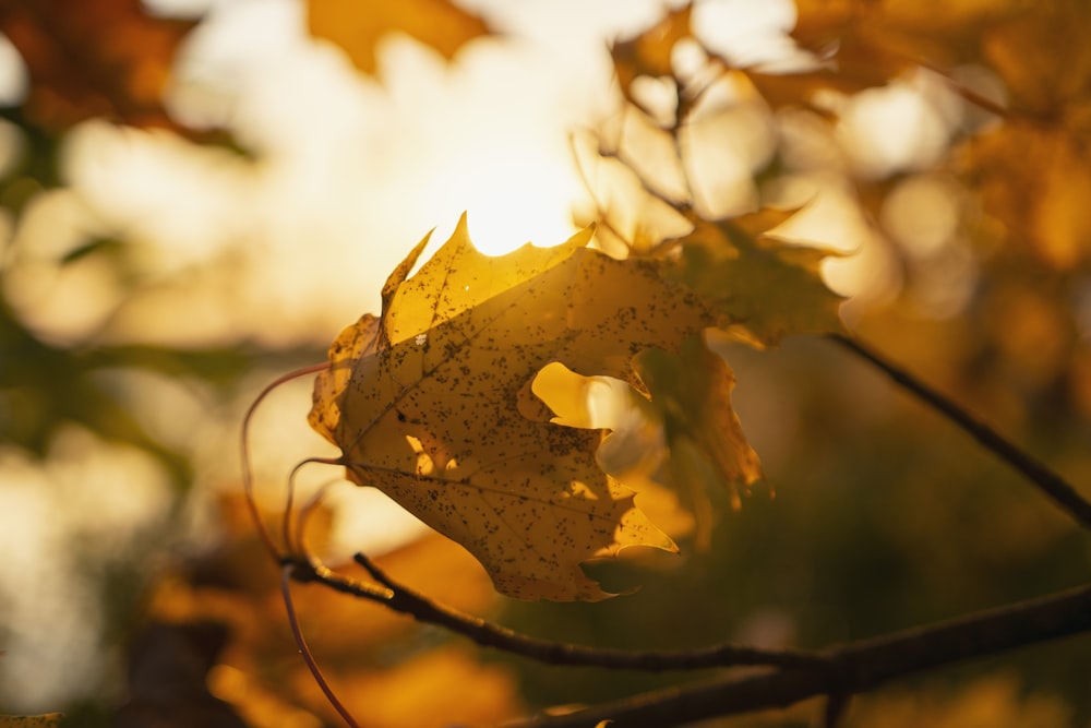 brown leaf