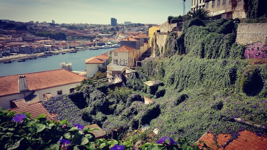 A coastal cityscape featuring a hillside covered in lush green vegetation with purple flowers, overlooking a river with buildings and rooftops in the background. The scene includes a mix of urban and natural elements, with graffiti on a stone wall adding an artistic touch.