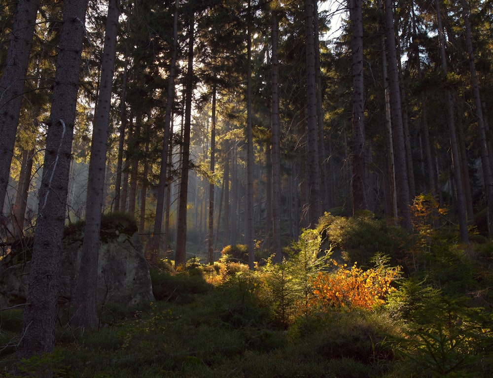 green forest