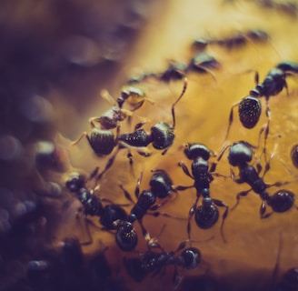 macro photofraphy of black ant