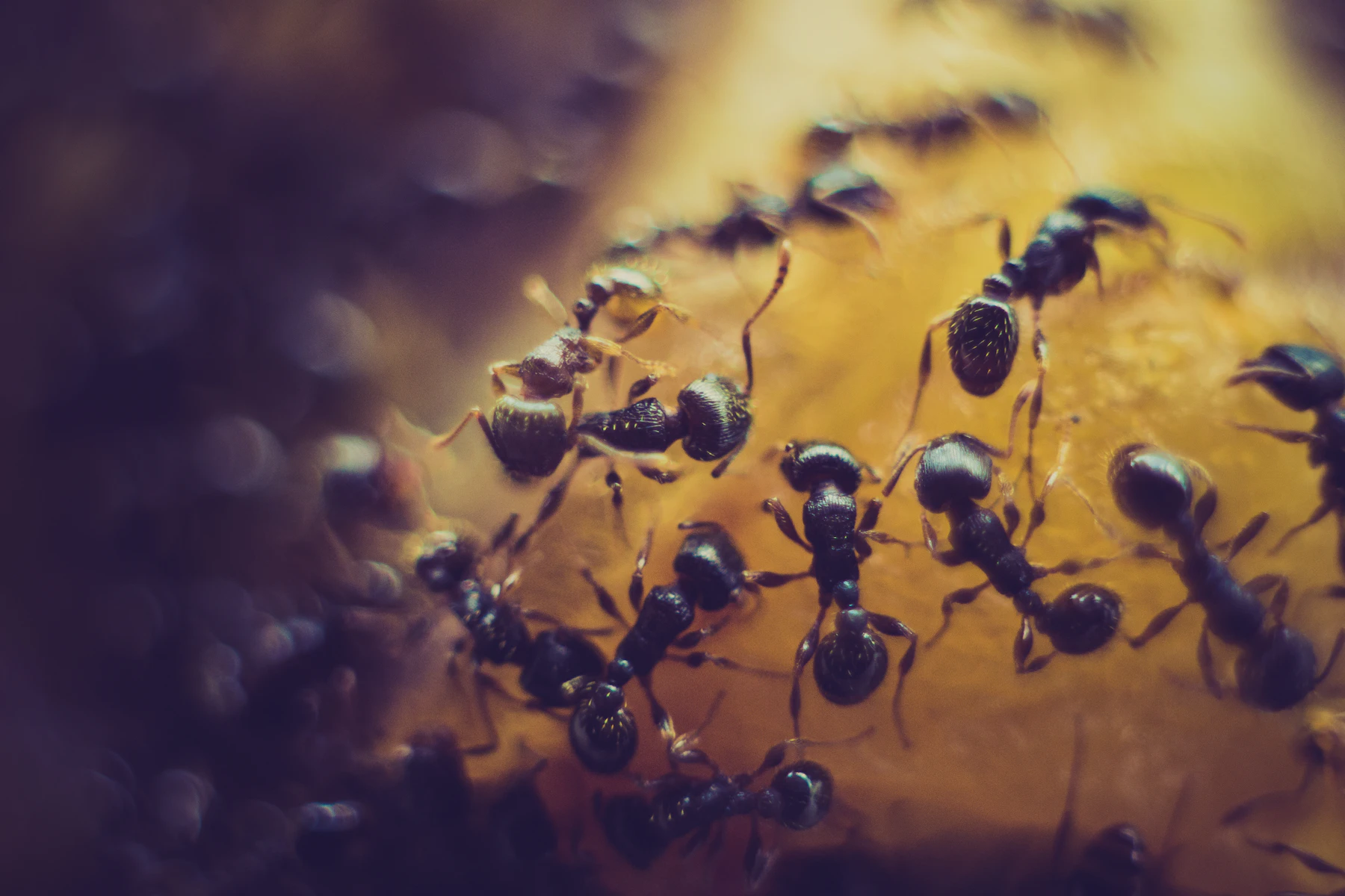 A crowd of black ants feeding on a piece of orange fruit