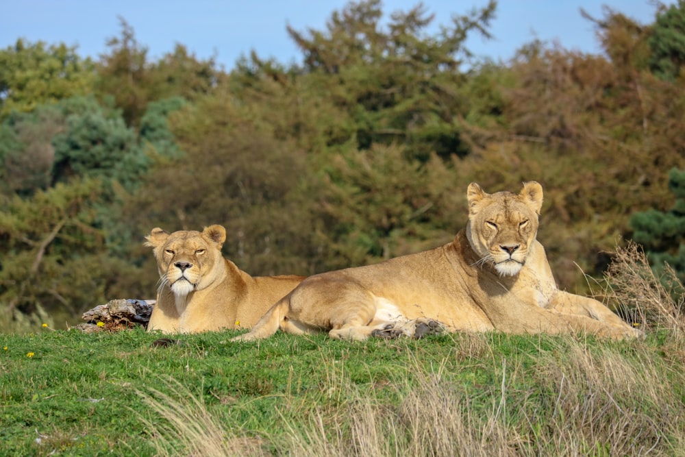 two brown lioness on grass during daytime