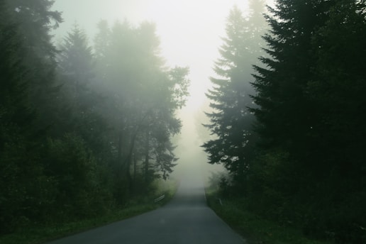 A misty Pacific Northwest forest trail winding through towering evergreens under soft morning light.