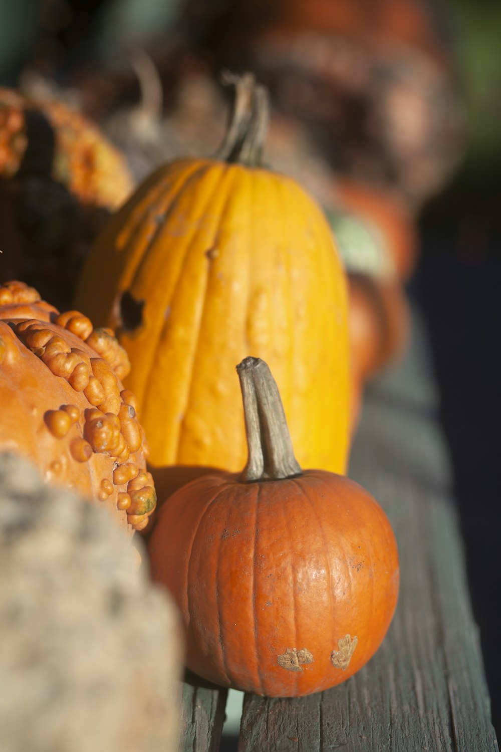 orange pumpkin lot