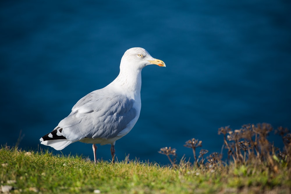 gray and white bird on green grass